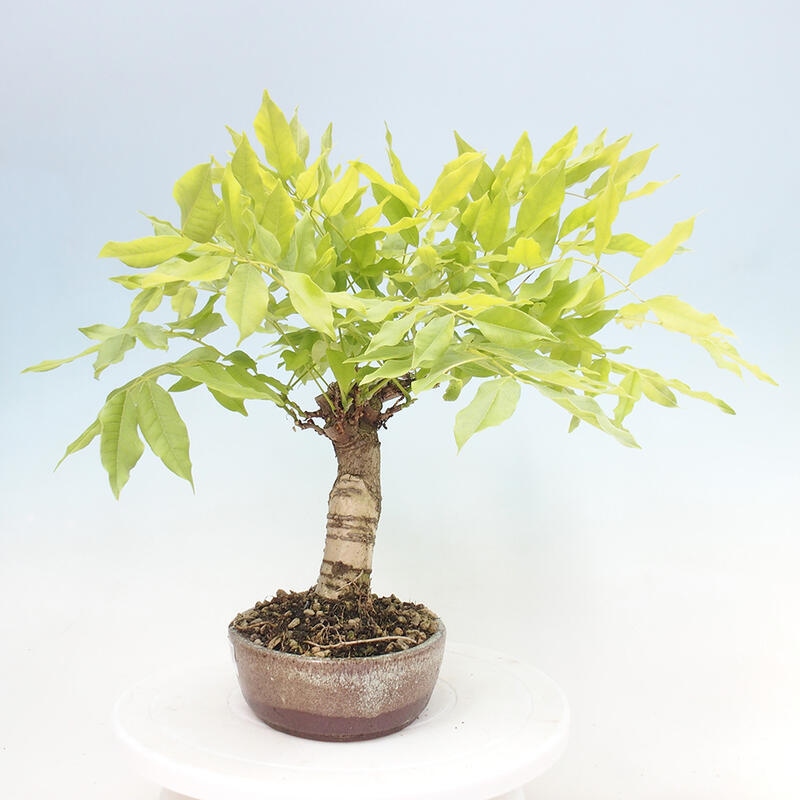 Venkovní bonsai - Vistarie květnatá - Wisteria floribunda