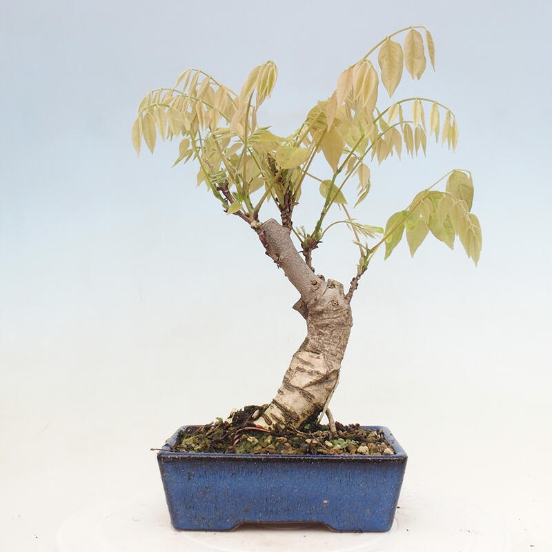 Venkovní bonsai - Vistarie květnatá - Wisteria floribunda