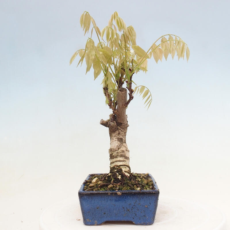 Venkovní bonsai - Vistarie květnatá - Wisteria floribunda