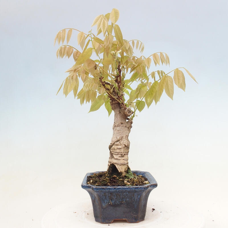 Venkovní bonsai - Vistarie květnatá - Wisteria floribunda