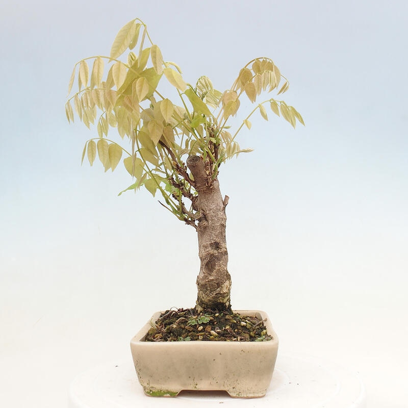 Venkovní bonsai - Vistarie květnatá - Wisteria floribunda