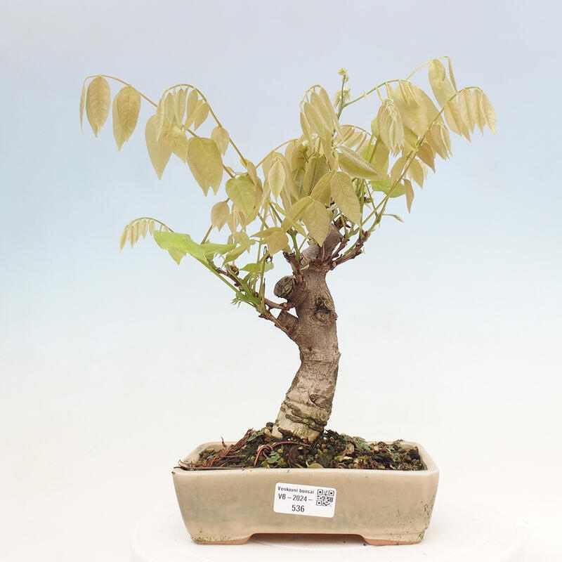 Venkovní bonsai - Vistarie květnatá - Wisteria floribunda