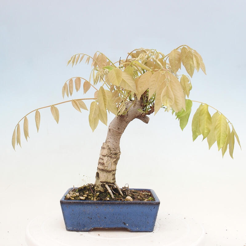 Venkovní bonsai - Vistarie květnatá - Wisteria floribunda