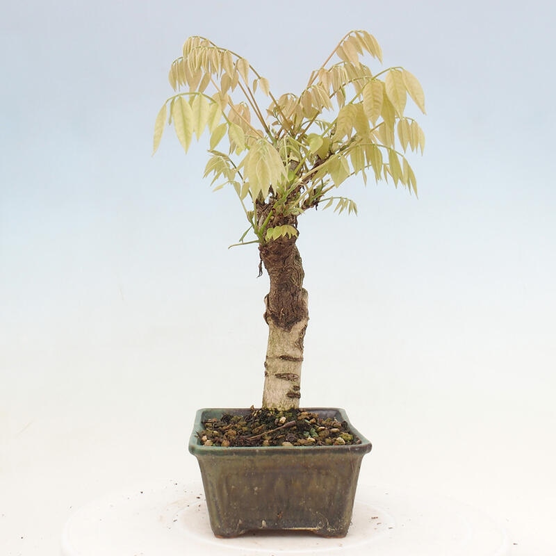 Venkovní bonsai - Vistarie květnatá - Wisteria floribunda