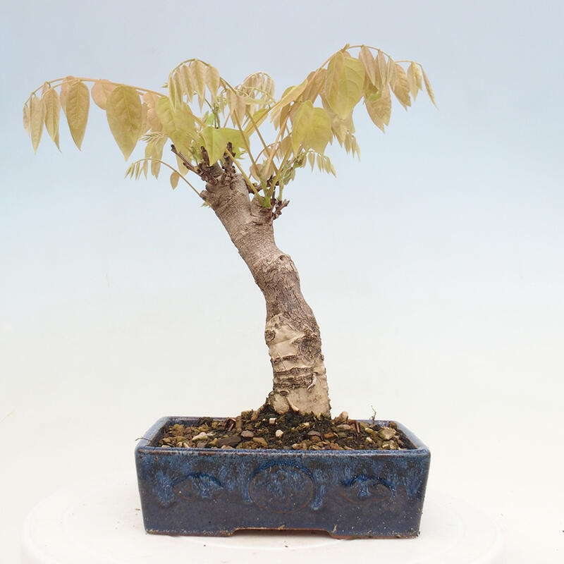 Venkovní bonsai - Vistarie květnatá - Wisteria floribunda