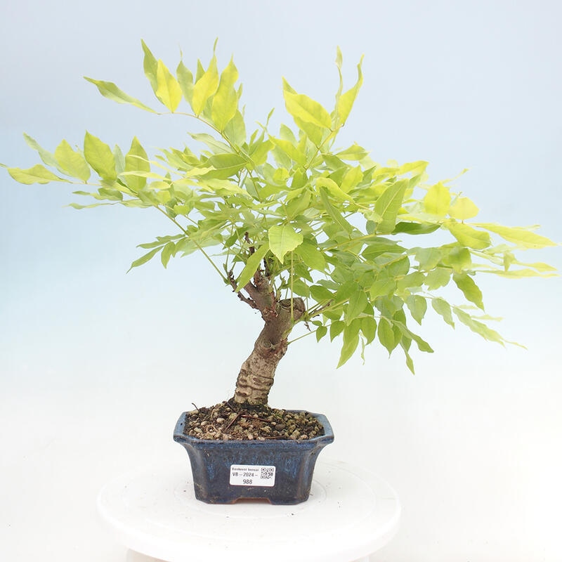 Venkovní bonsai - Vistarie květnatá - Wisteria floribunda