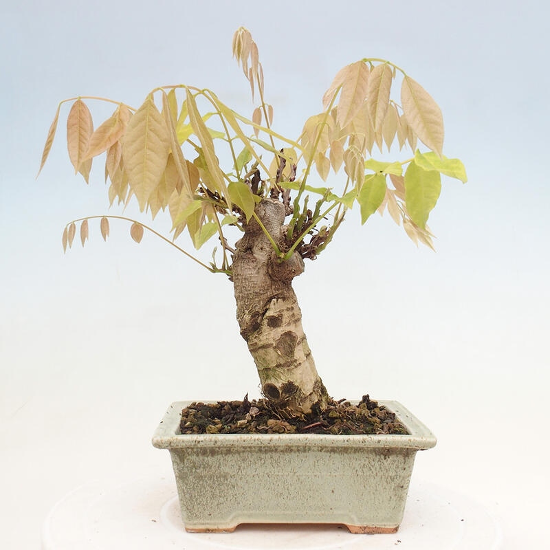 Venkovní bonsai - Vistarie květnatá - Wisteria floribunda