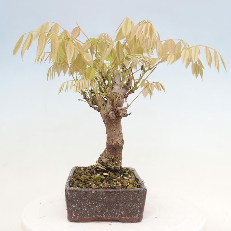 Venkovní bonsai - Vistarie květnatá - Wisteria floribunda