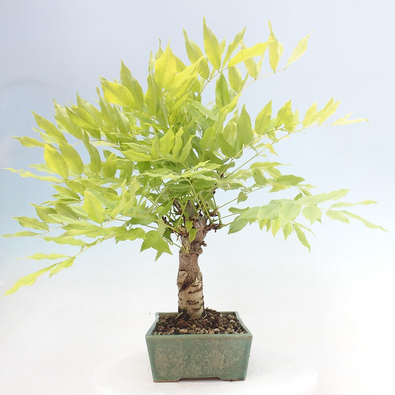 Venkovní bonsai - Vistarie květnatá - Wisteria floribunda