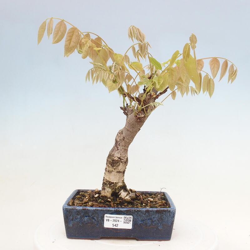 Venkovní bonsai - Vistarie květnatá - Wisteria floribunda