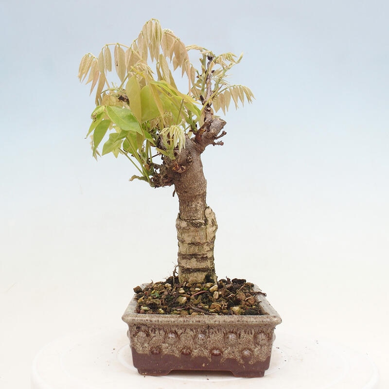 Venkovní bonsai - Vistarie květnatá - Wisteria floribunda