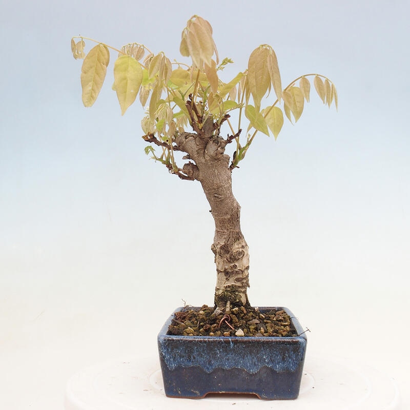 Venkovní bonsai - Vistarie květnatá - Wisteria floribunda