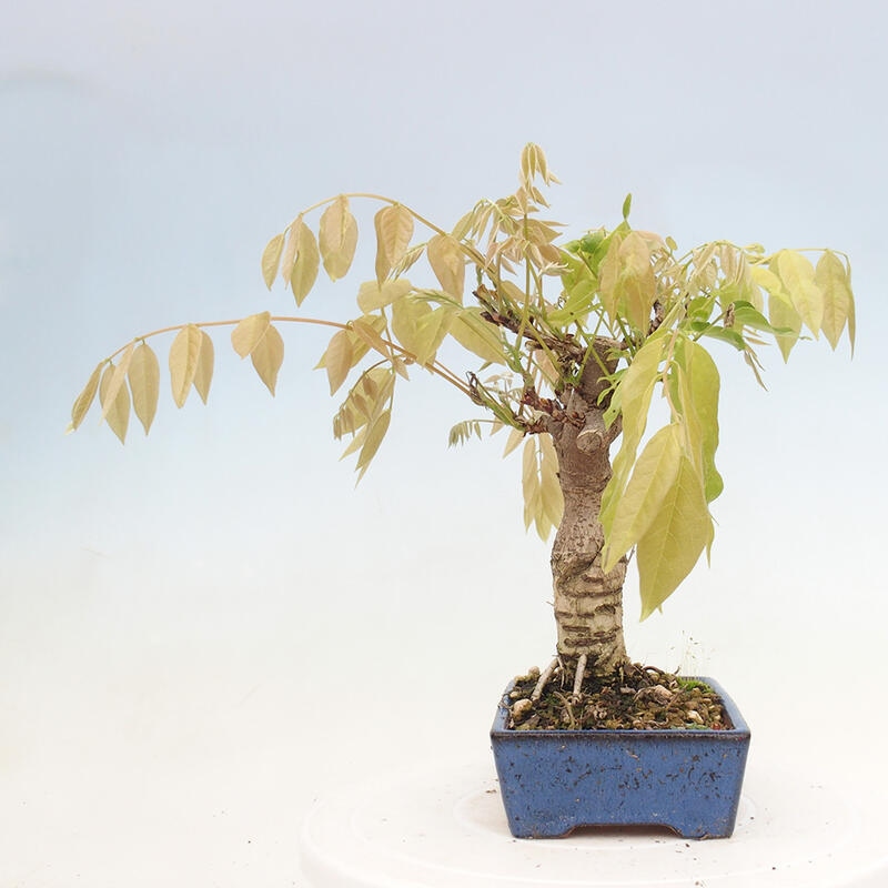 Venkovní bonsai - Vistarie květnatá - Wisteria floribunda