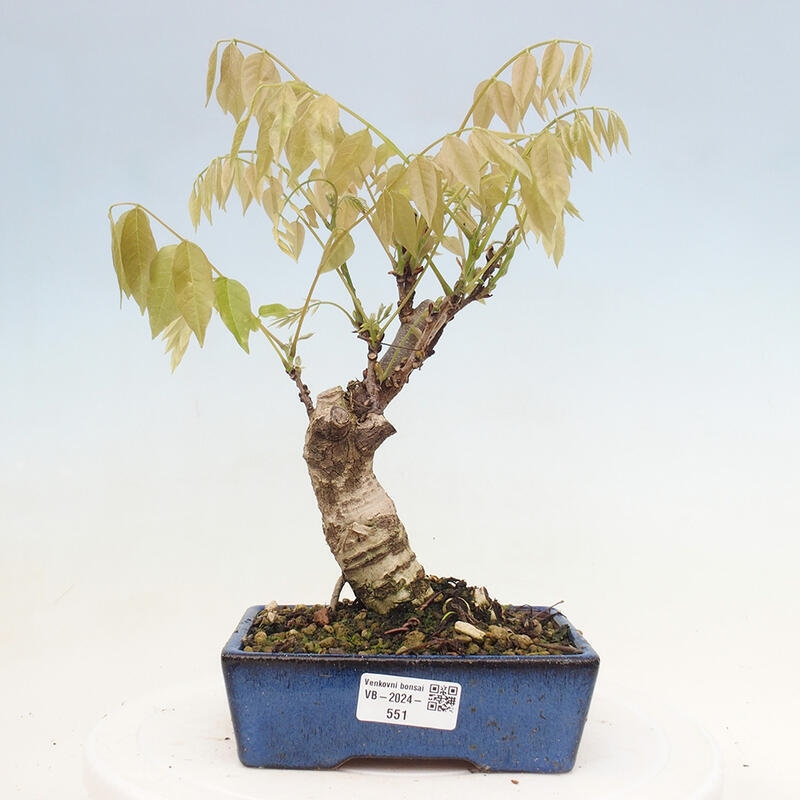 Venkovní bonsai - Vistarie květnatá - Wisteria floribunda