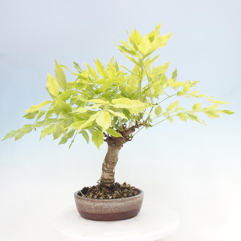 Venkovní bonsai - Vistarie květnatá - Wisteria floribunda