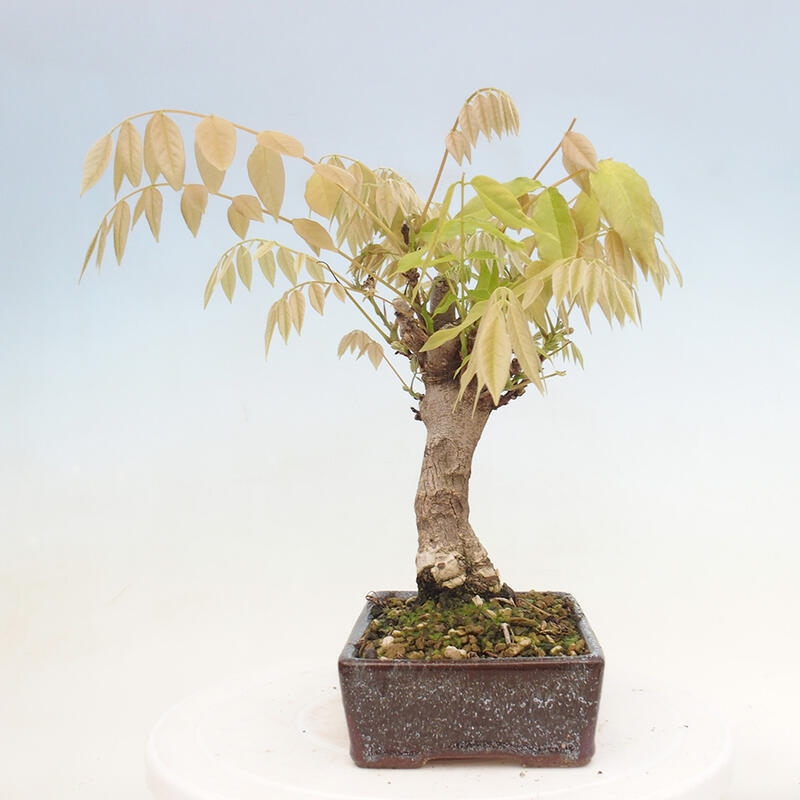 Venkovní bonsai - Vistarie květnatá - Wisteria floribunda