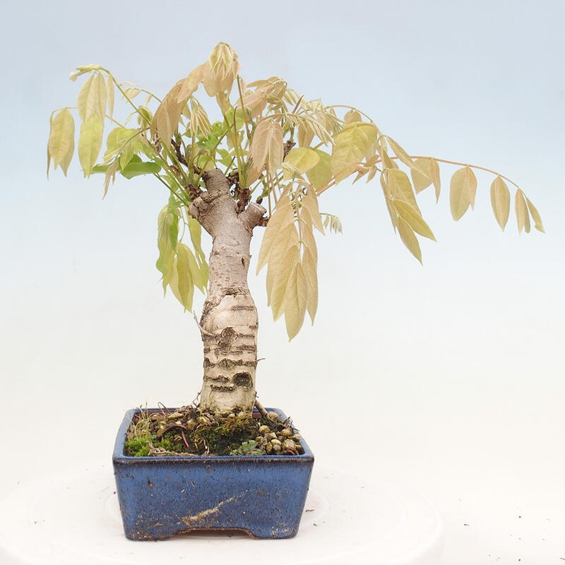 Venkovní bonsai - Vistarie květnatá - Wisteria floribunda