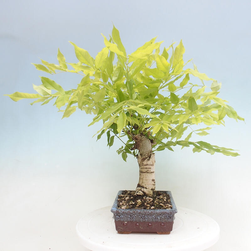 Venkovní bonsai - Vistarie květnatá - Wisteria floribunda