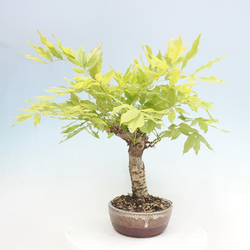 Venkovní bonsai - Vistarie květnatá - Wisteria floribunda