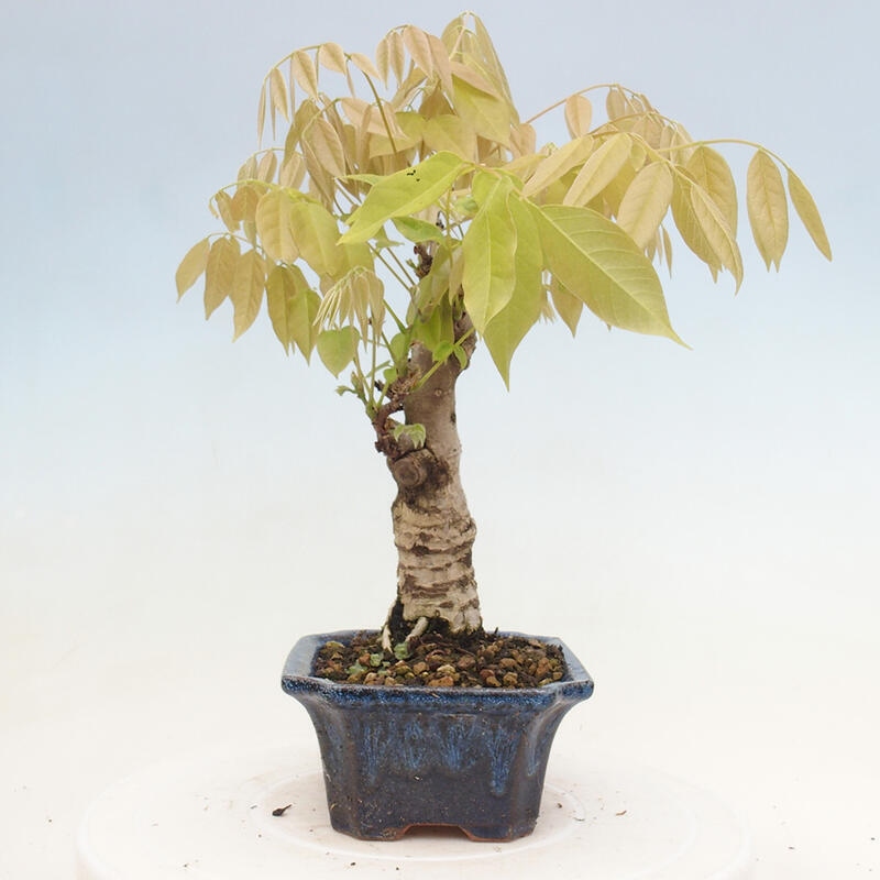 Venkovní bonsai - Vistarie květnatá - Wisteria floribunda