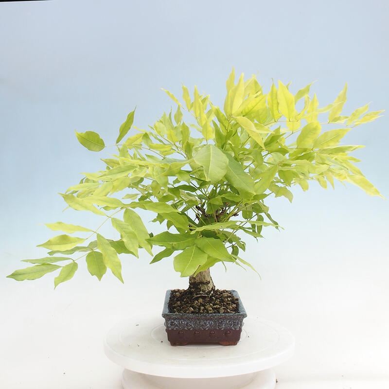 Venkovní bonsai - Vistarie květnatá - Wisteria floribunda