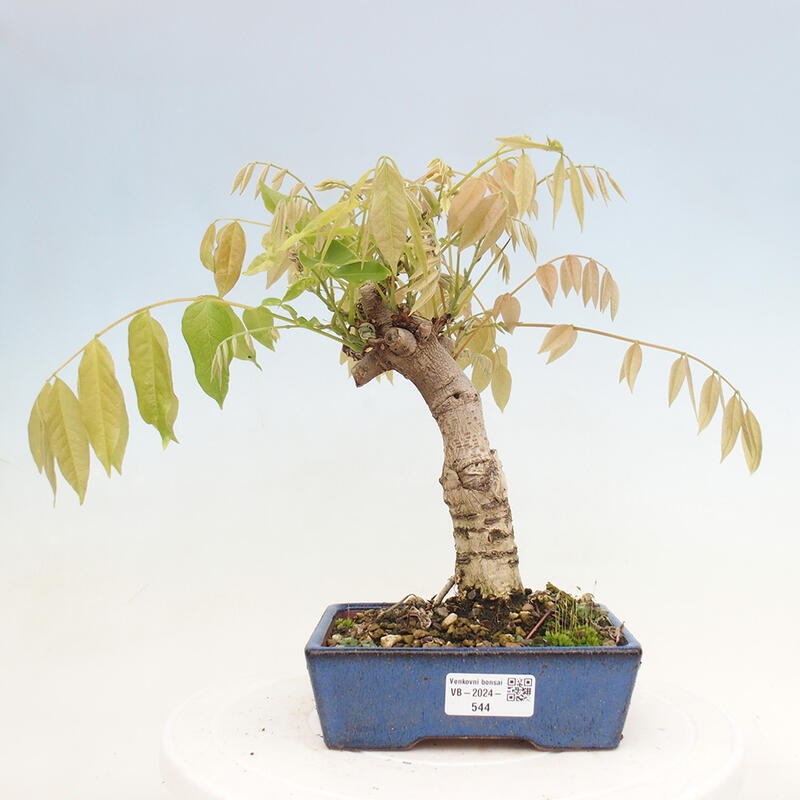 Venkovní bonsai - Vistarie květnatá - Wisteria floribunda