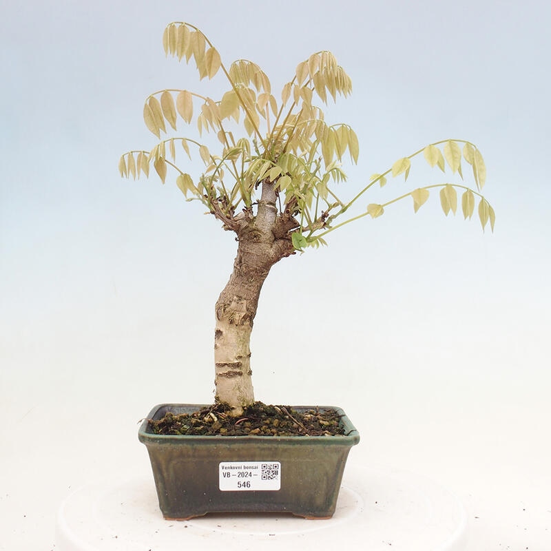 Venkovní bonsai - Vistarie květnatá - Wisteria floribunda