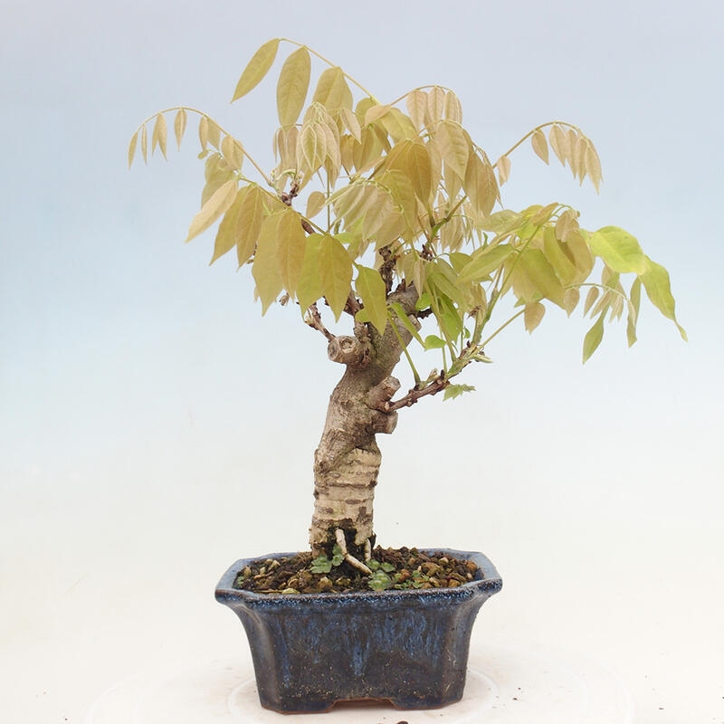 Venkovní bonsai - Vistarie květnatá - Wisteria floribunda