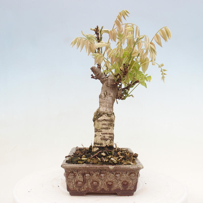 Venkovní bonsai - Vistarie květnatá - Wisteria floribunda