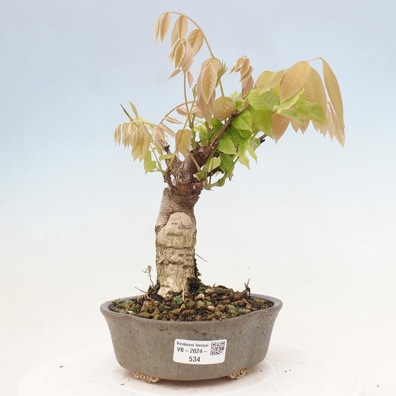 Venkovní bonsai - Vistarie květnatá - Wisteria floribunda