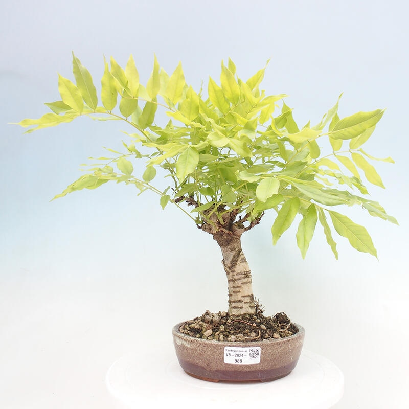 Venkovní bonsai - Vistarie květnatá - Wisteria floribunda