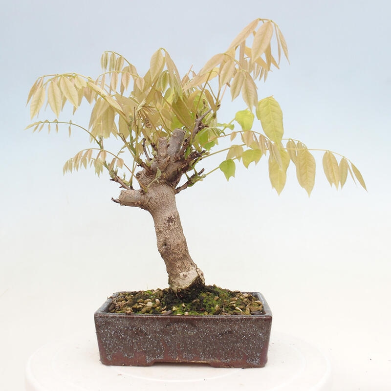 Venkovní bonsai - Vistarie květnatá - Wisteria floribunda