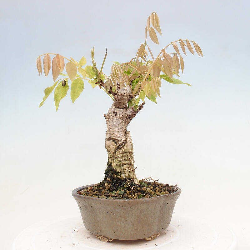 Venkovní bonsai - Vistarie květnatá - Wisteria floribunda