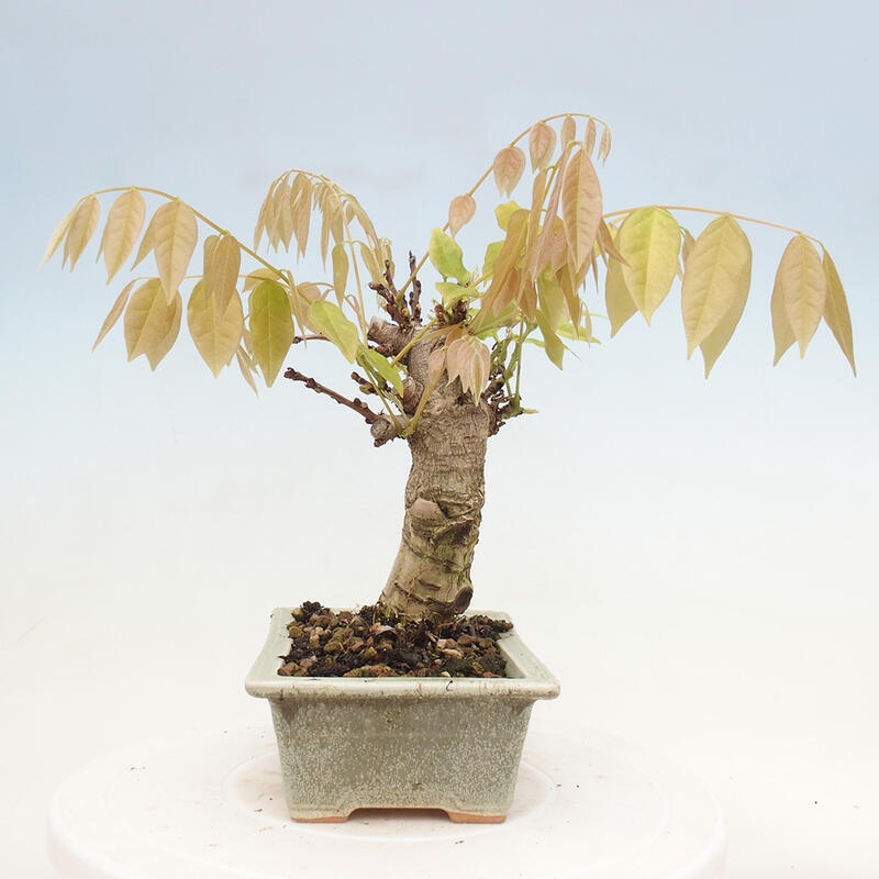 Venkovní bonsai - Vistarie květnatá - Wisteria floribunda