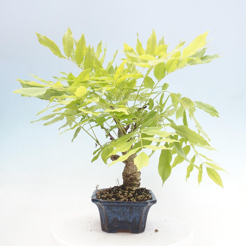 Venkovní bonsai - Vistarie květnatá - Wisteria floribunda