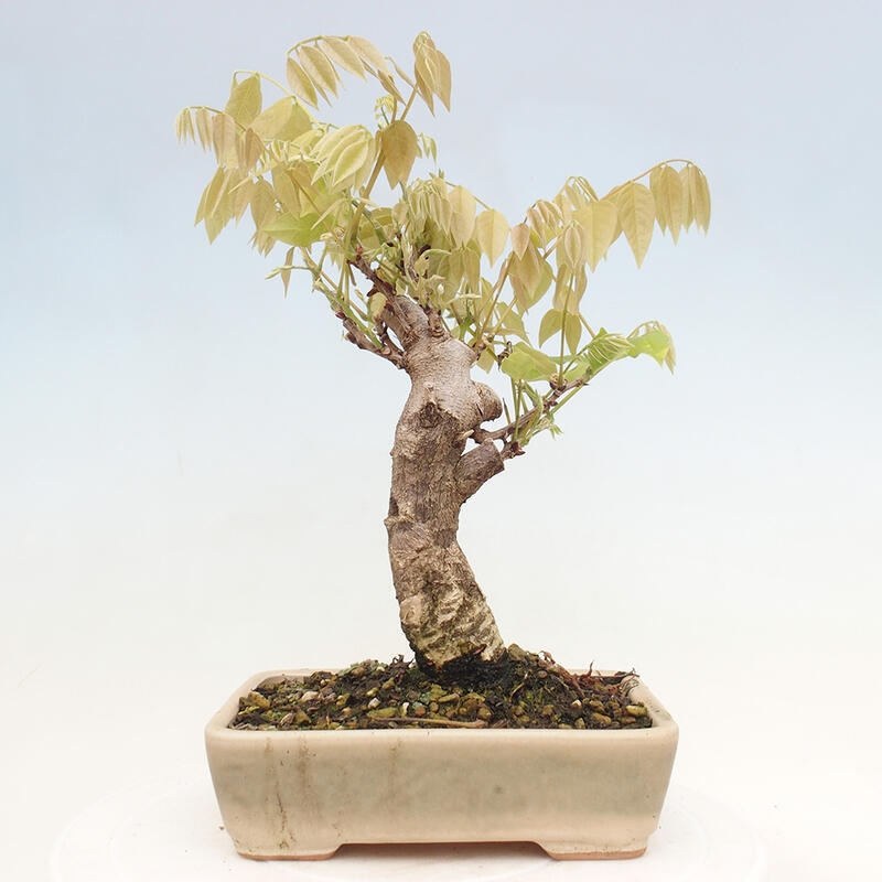 Venkovní bonsai - Vistarie květnatá - Wisteria floribunda