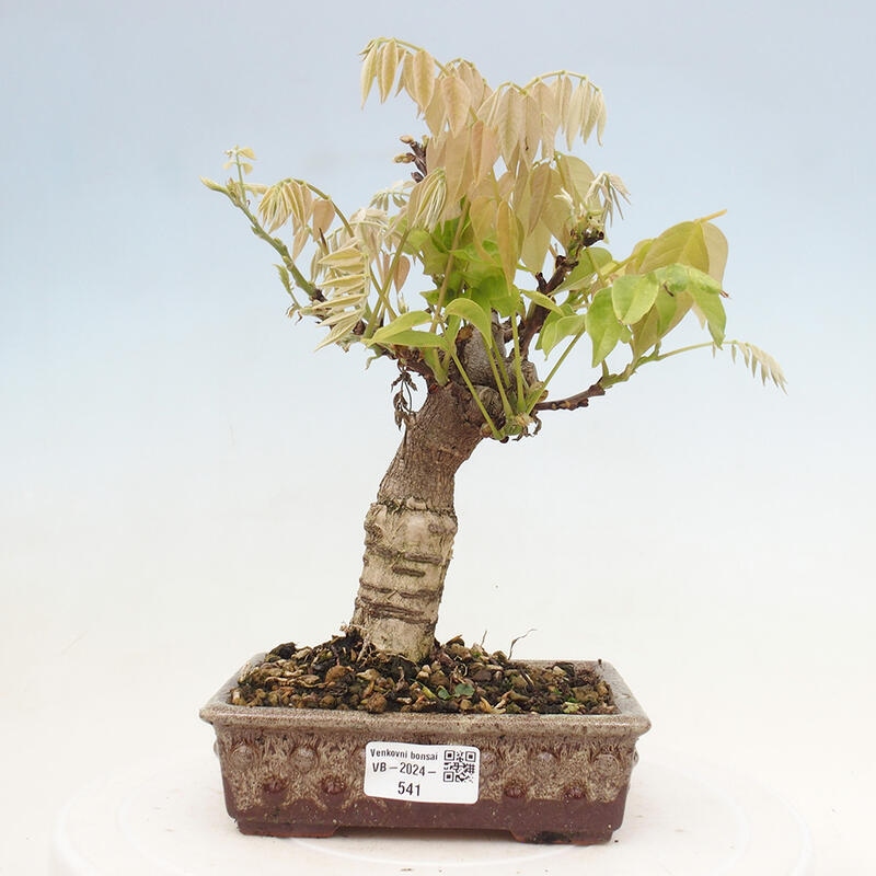 Venkovní bonsai - Vistarie květnatá - Wisteria floribunda