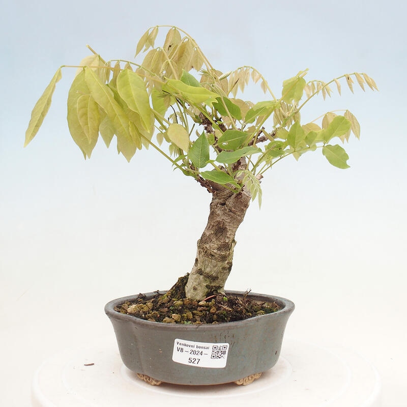 Venkovní bonsai - Vistarie květnatá - Wisteria floribunda