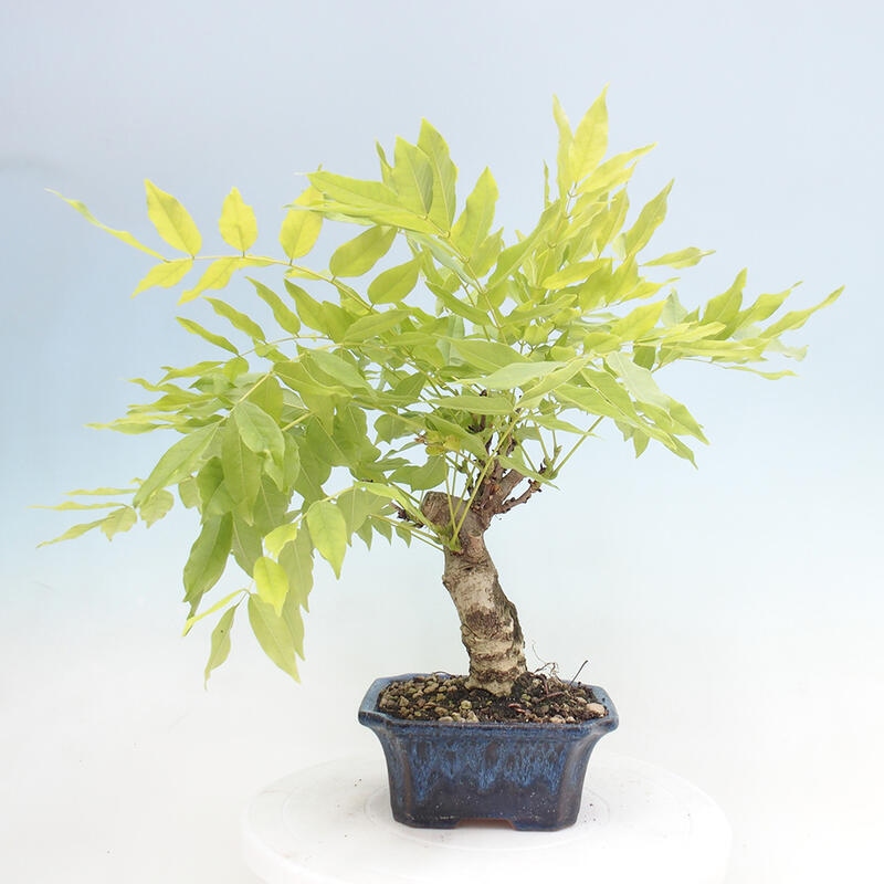 Venkovní bonsai - Vistarie květnatá - Wisteria floribunda