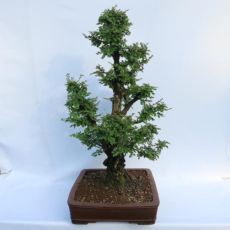 Venkovní bonsai - Zelkova - Zelkova NIRE