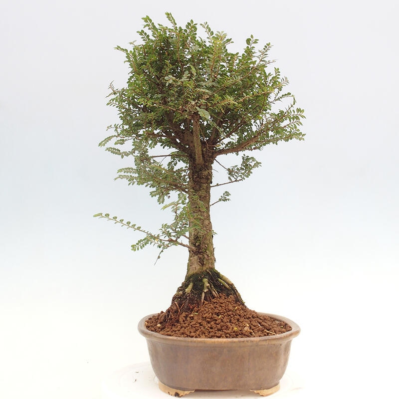 Venkovní bonsai - Zelkova - Zelkova NIRE