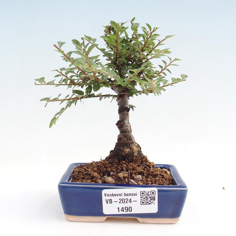 Venkovní bonsai - Zelkova - Zelkova NIRE