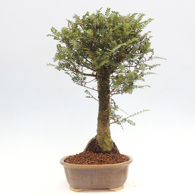 Venkovní bonsai - Zelkova - Zelkova NIRE