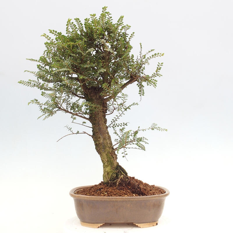 Venkovní bonsai - Zelkova - Zelkova NIRE