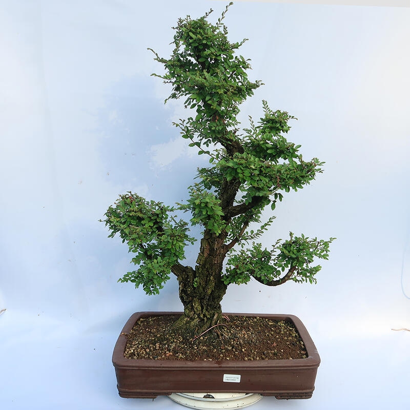 Venkovní bonsai - Zelkova - Zelkova NIRE