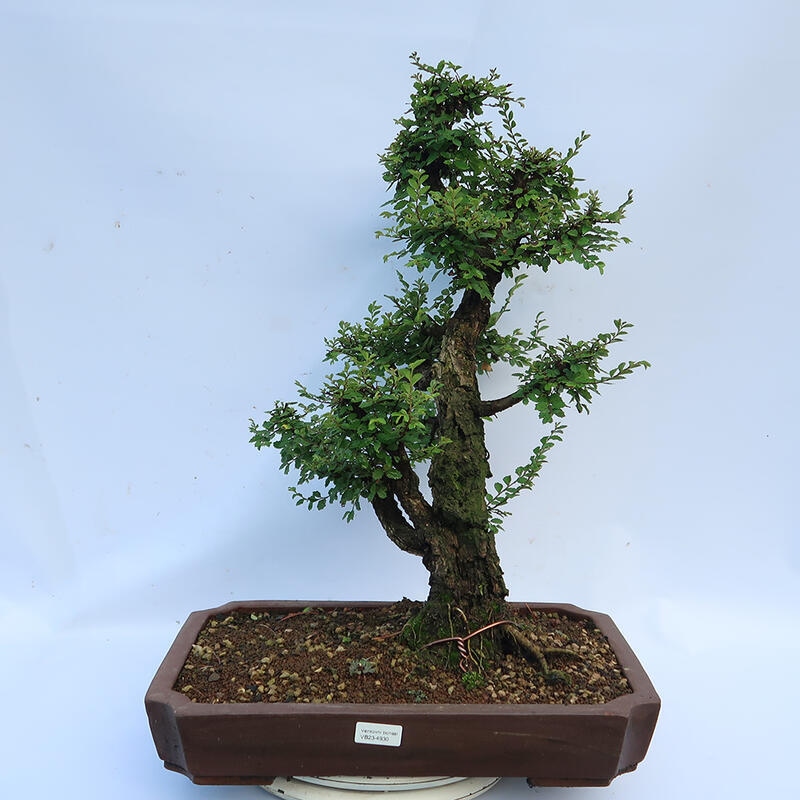 Venkovní bonsai - Zelkova - Zelkova NIRE