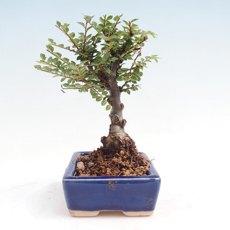 Venkovní bonsai - Zelkova - Zelkova NIRE