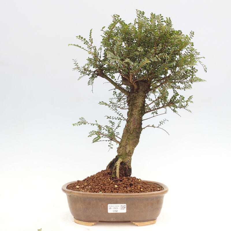 Venkovní bonsai - Zelkova - Zelkova NIRE