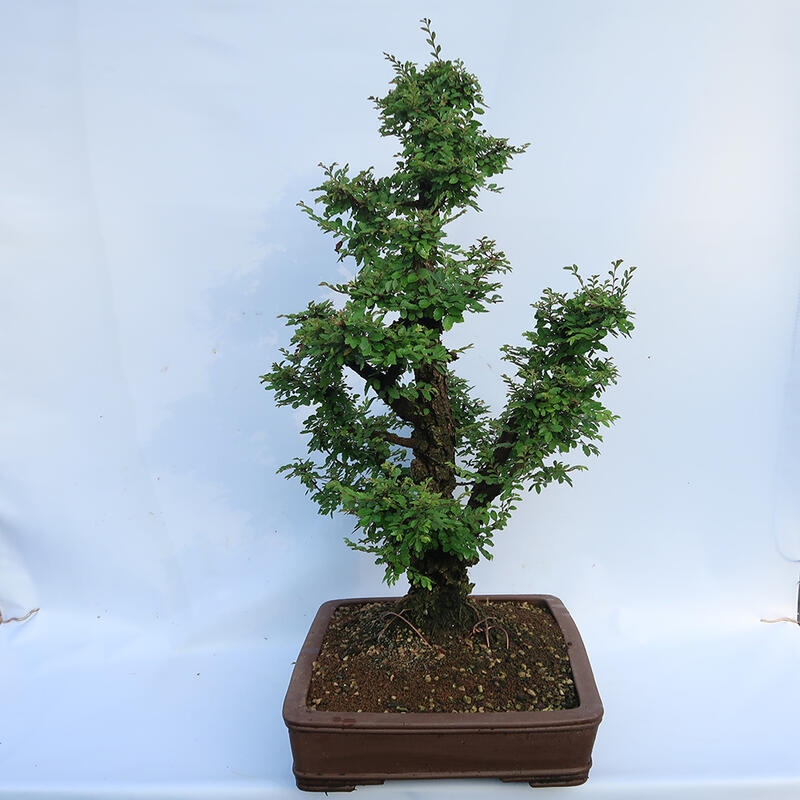 Venkovní bonsai - Zelkova - Zelkova NIRE