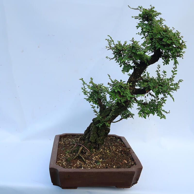 Venkovní bonsai - Zelkova - Zelkova NIRE